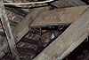 Steinmarder F�he auf einem Dachboden / Beech marten female on a loft