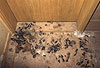 Steinmarder-Kot auf einem Dachboden / Beech marten droppings on a loft