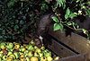 Steinmarder-F�he holt sich einen Apfel vom Koposthaufen / Beech marten female taking an apple from a compost heap