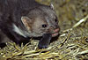Steinmarder R�de frisst eine Maus / Beech marten male eating a mouse
