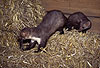 Steinmarder R�de frisst eine Maus, F�he beobachtet R�den / Beech marten male eating a mouse, female watching male