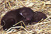 Steinmarder-Jungtiere, ein Tag alt / Beech marten cubs, one day old
