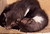 Schlafende Steinmarder-Jungtiere, etwa zehn Wochen alt / Sleeping Beech marten cubs, about ten weeks old