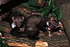 Steinmarder-Jungtiere, links R�de, rechts F�he mit Spielgesicht / Beech marten cubs, male (left), female with open-mouth play-face (right)