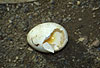 Von einem Steinmarder gefressenes H�hner-Ei / Hen�s egg, eaten by a Beech marten