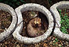 Sterbender Steinmarder liegt in einem Garten / Dying Beech marten lying in a garden
