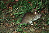 Wanderratte / Brown rat