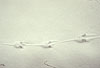 Wanderratte, Spuren im Schnee / Brown rat, foot prints in the snow
