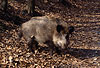 Wildschwein, Bache / Wild boar, sow