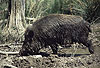 Wildschwein / Wild boar