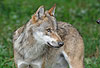 Europ�ischer Wolf / Gray Wolf / Canis lupus