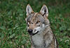 Europ�ischer Wolf / Gray Wolf / Canis lupus