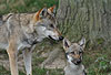 Wolf, Adulter und Jungtier / Gray Wolf / Canis lupus