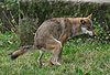 Wolf bei der Kotabgabe / Grey Wolf, defecating / Canis lupus