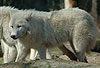 Wolf, Kanadischer Wolf / Canadian Wolf / Canis lupus