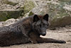 Wolf, nordamerikanischer / Wolf from North-America / Canis lupus