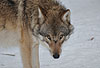 Europ�ischer Wolf im Winter / Gray Wolf, winter / Canis lupus