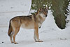 Europ�ischer Wolf im Winter / Gray Wolf, winter / Canis lupus