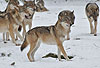Europ�ischer Wolf im Winter, Rudel / Gray Wolf, winter, pack / Canis lupus