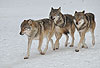 Europ�ischer Wolf im Winter, Rudel / Gray Wolf, winter, pack / Canis lupus