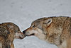 Europ�ischer Wolf im Winter, Kontaktaufnahme / Gray Wolf, winter, contact / Canis lupus
