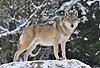 Europ�ischer Wolf im Winter, im Wald / Gray Wolf, winter, forest / Canis lupus