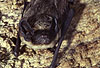 Zweifarbfledermaus (Vespertilio murinus) / Particoloured bat (Vespertilio murinus)