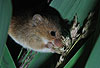 Zwergmaus frisst / Harvest mouse eating / Micromys minutus