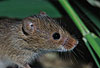 Zwergmaus im Schilf / Harvest mouse, reed / Micromys minutus
