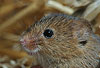 Zwergmaus im Stroh / Harvest mouse in straw / Micromys minutus
