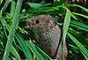 Zwergmaus im Gras / Harvest mouse, grass / Micromys minutus