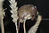 Zwergmaus auf Weizen-�hre / Harvest mouse om wheat ear / Micromys minutus