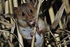 Zwergmaus, Weibchen frisst Weizen-Korn / Harvest mouse, female eating wheat corn / Micromys minutus